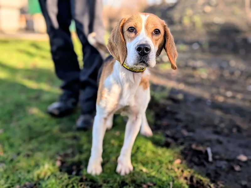 Honey - Image 2 of 5