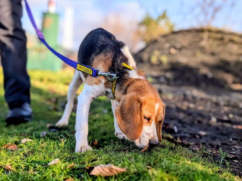 Honey, a 4 years old female Beagle available for adoption from Dogs Trust in Splott, Wales