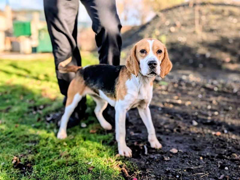 Honey - Image 4 of 5