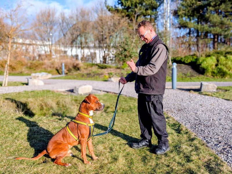 Makka Pakka | Terrier (Staffordshire Bull) Cross | Cardiff - 1
