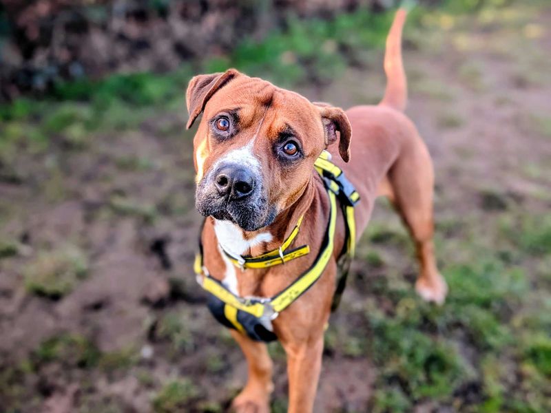 Staffordshire Bull Terrier for adoption in Cardiff / Caerdydd, South Glamorgan – 4 years old - Image 2 of 5