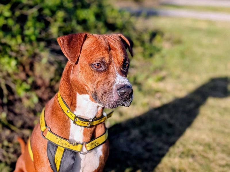 Staffordshire Bull Terrier for adoption in Cardiff / Caerdydd, South Glamorgan – 4 years old - Image 3 of 5