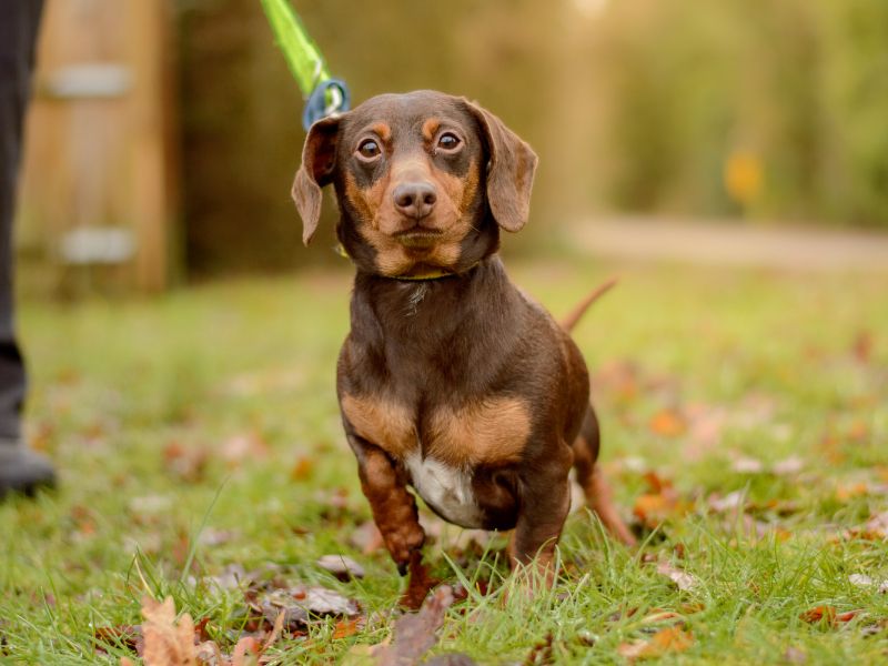 Dachshund for adoption in Kenilworth, Warwickshire – 4 years old - Image 2 of 3
