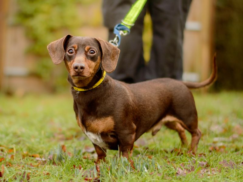 Dachshund for adoption in Kenilworth, Warks – 4 years old