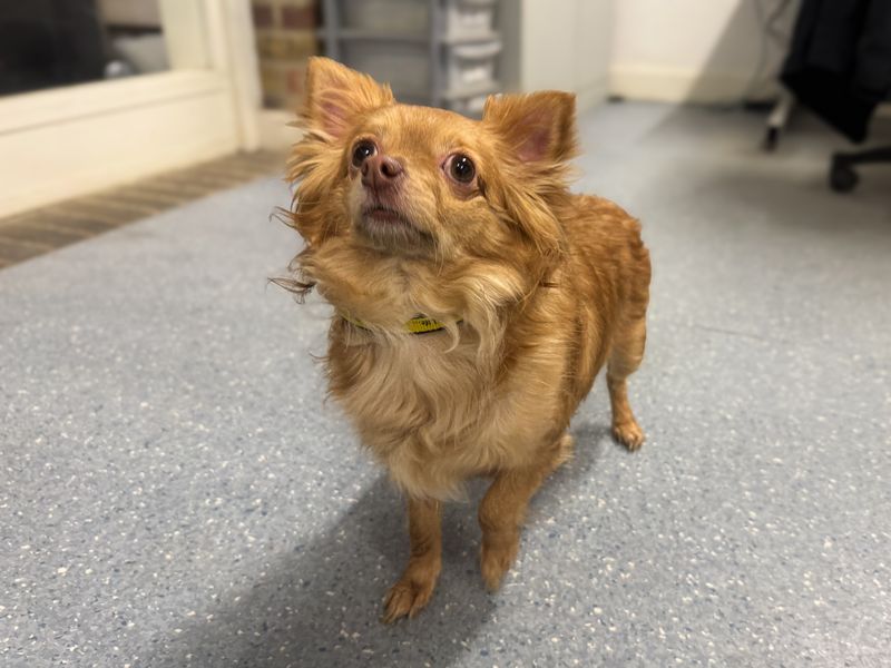 Chihuahua for adoption in Wickford, Essex – 3 years old