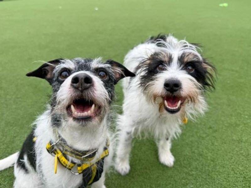 Chico, a 6 years old female Unknown available for adoption from Dogs Trust in Glasgow, Scotland