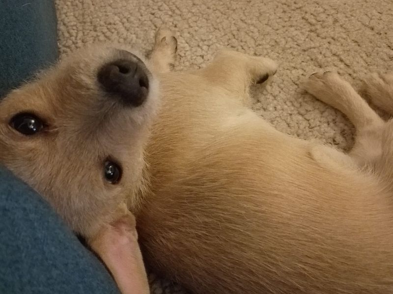 French Bulldog for adoption in Wickford, Essex – 6 months old