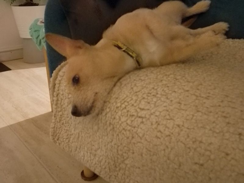 Jack Russell Terrier for adoption in Wickford, Essex – 6 months old - Image 2 of 3