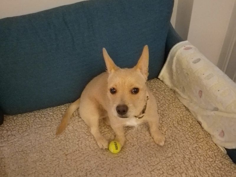 Jack Russell Terrier for adoption in Wickford, Essex – 6 months old - Image 3 of 3