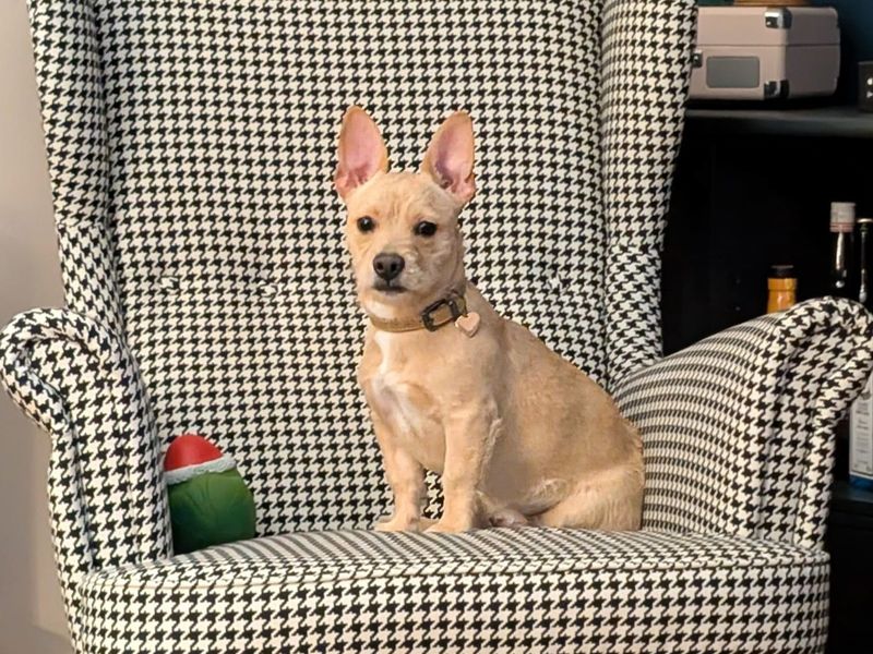 Lilah | French Bulldog Cross | Basildon (Essex) - 1