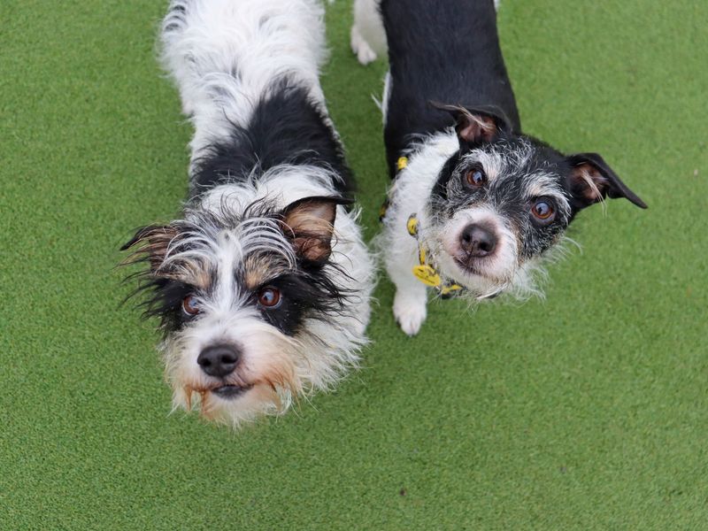 Coco, a 8 years old female Unknown available for adoption from Dogs Trust in Glasgow, Scotland