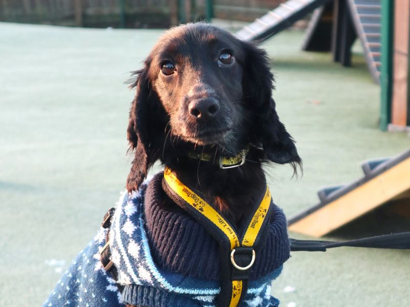 Cocker Spaniel for adoption in Uxbridge, London – 2 years old