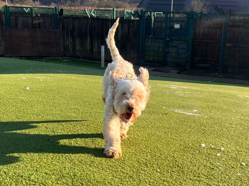 Cocker Spaniel Dogs And Puppies For Adoption