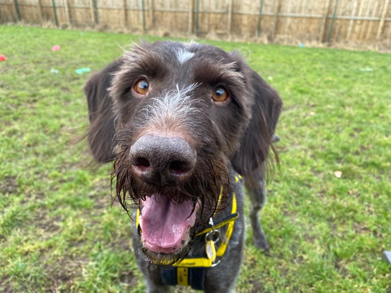 Cody | Pointer (German Wirehaired) | West Calder (Edinburgh) - 1
