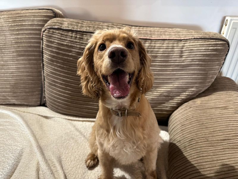 Cooper - Image 2 of 2