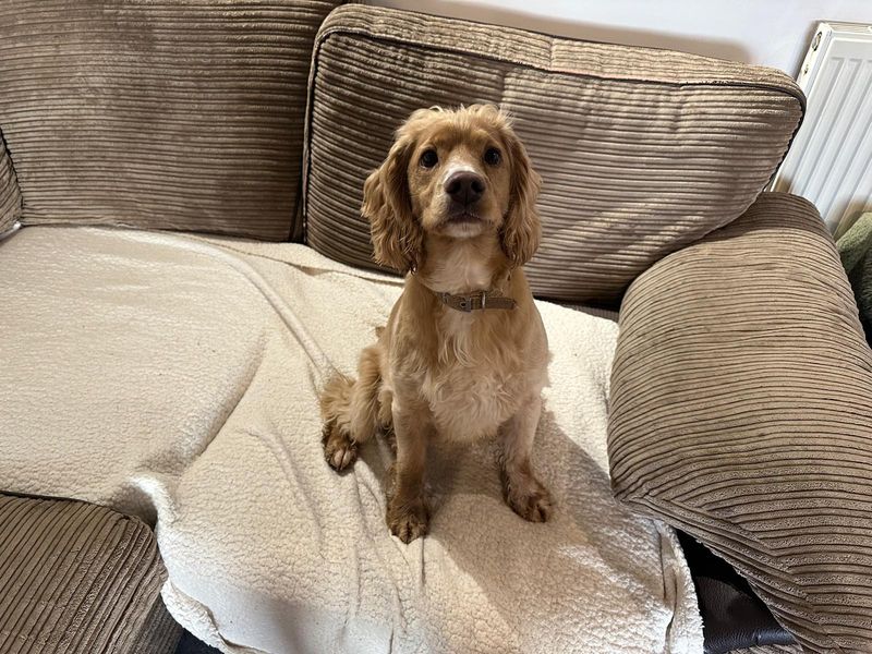Cocker Spaniel for adoption in Mid Glamorgan, Wales – 4 years old