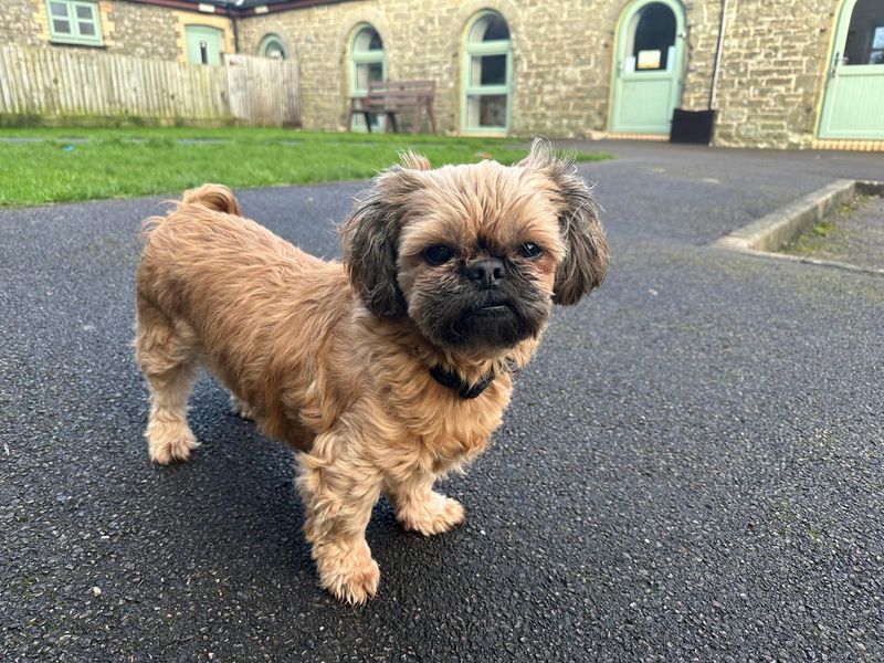 Shih Tzu for adoption in Wales, Somerset – 7 years old - Image 2 of 3