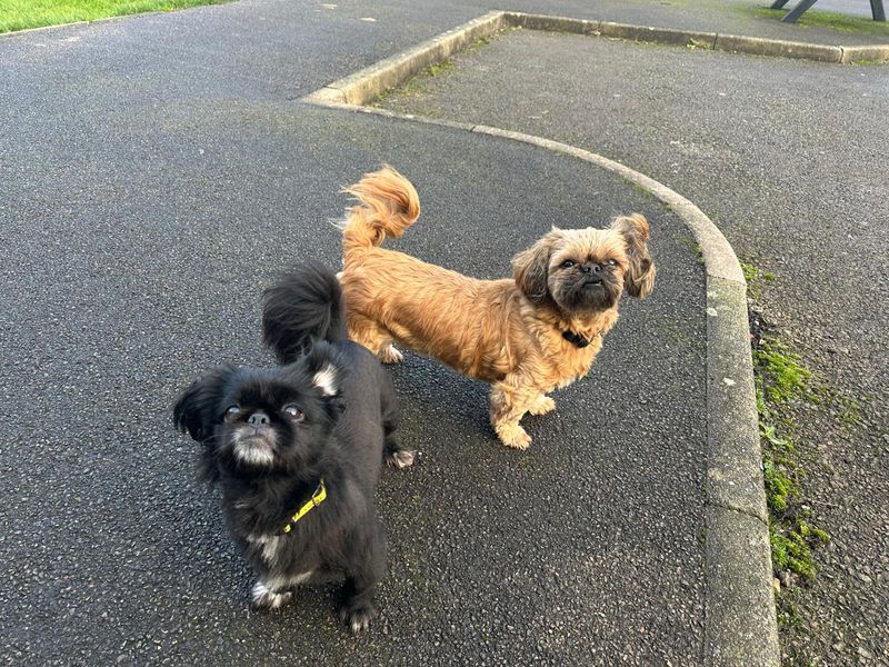 Shih Tzu for adoption in Wales, Somerset – 7 years old - Image 3 of 3