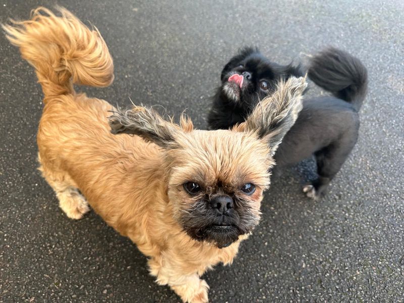 Shih Tzu for adoption in Mid Glamorgan, Wales – 7 years old