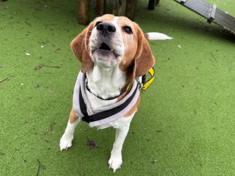Beagle for adoption in Wymeswold, Leicestershire – 3 years old - Image 3 of 4