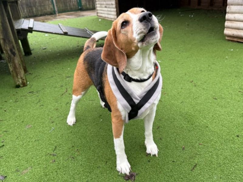 Beagle for adoption in Wymeswold, Leicestershire – 3 years old - Image 4 of 4