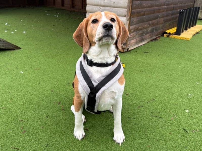 Beagle for adoption in Wymeswold, Leicestershire – 3 years old - Image 2 of 4