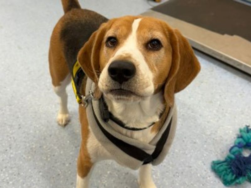 Beagle for adoption in Wymeswold, Leicestershire – 3 years old