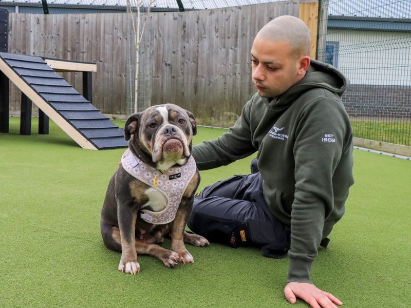 Keira | Bulldog | Evesham (Worcestershire) - 1