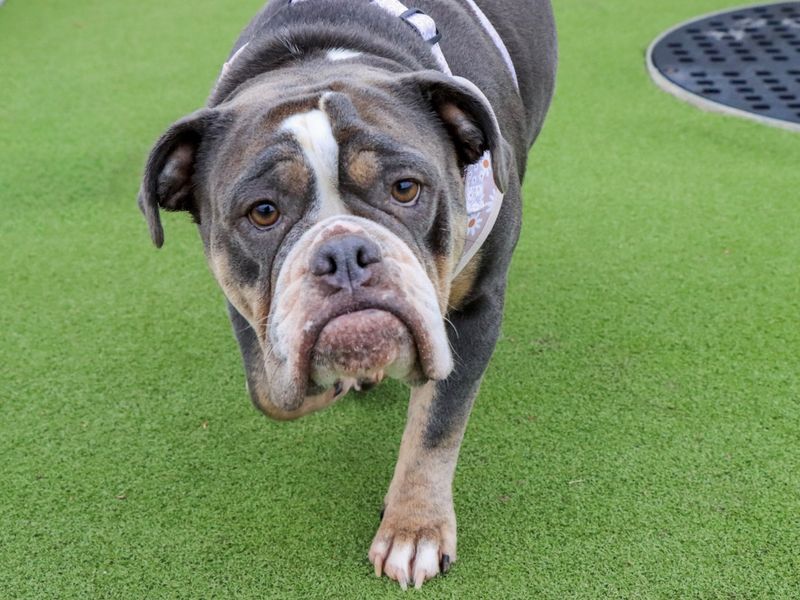 English Bulldog for adoption in Evesham, Worcestershire – 4 years old - Image 3 of 3