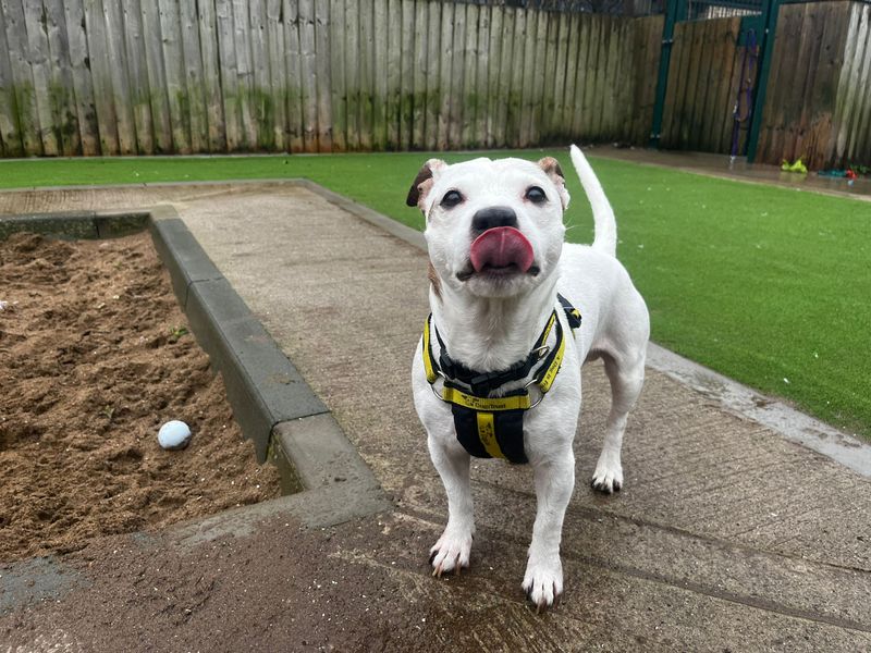 Staffordshire Bull Terrier for adoption in Cardiff – 10 years old - Image 4 of 4