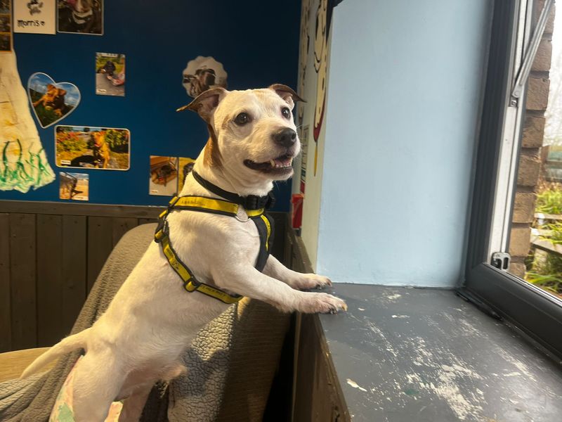 Staffordshire Bull Terrier for adoption in Cardiff – 10 years old - Image 2 of 4