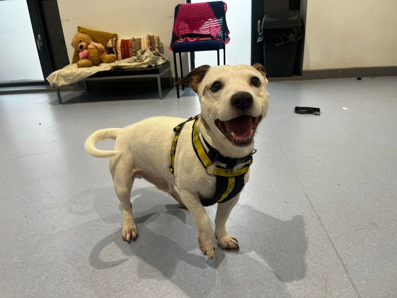 Staffordshire Bull Terrier for adoption in Cardiff – 10 years old - Image 3 of 4