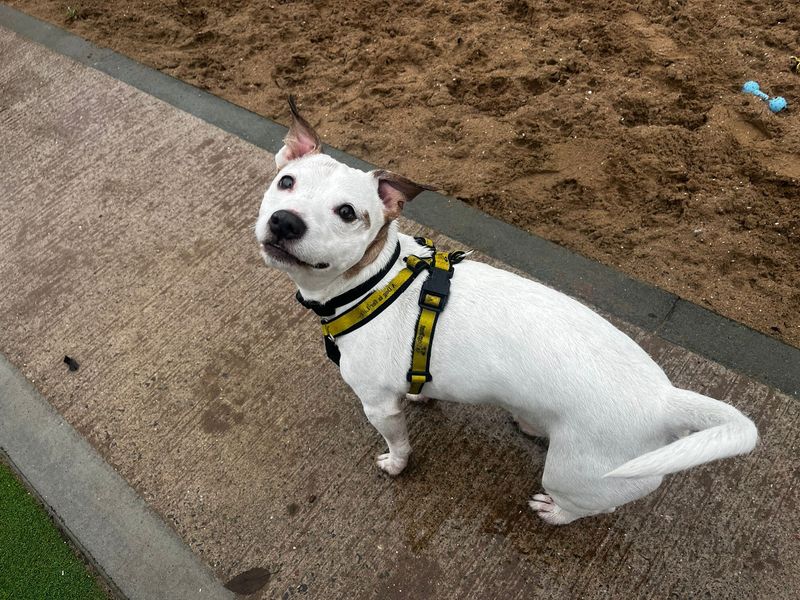 Jack Russell Terrier for adoption in Cardiff, Glamorgan – 9 years old