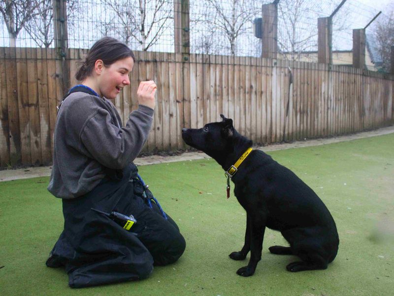 Staffordshire Bull Terrier for adoption in Manchester, Greater Manchester – 8 months old