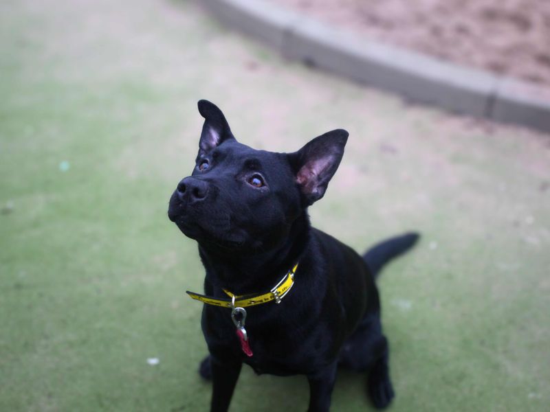 Lacey - Image 2 of 5