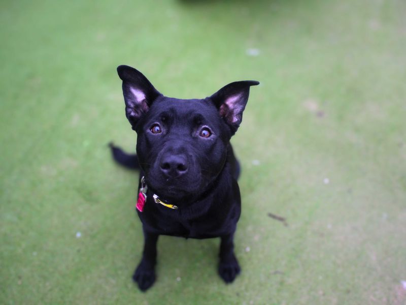 Lacey, a Unknown old female Unknown available for adoption from Dogs Trust in Manchester, Greater Manchester