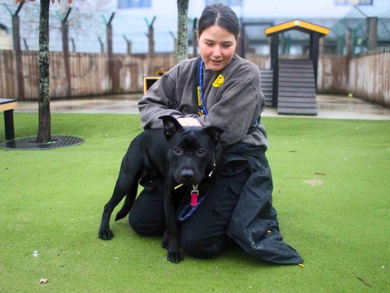 Lacey - Image 4 of 5