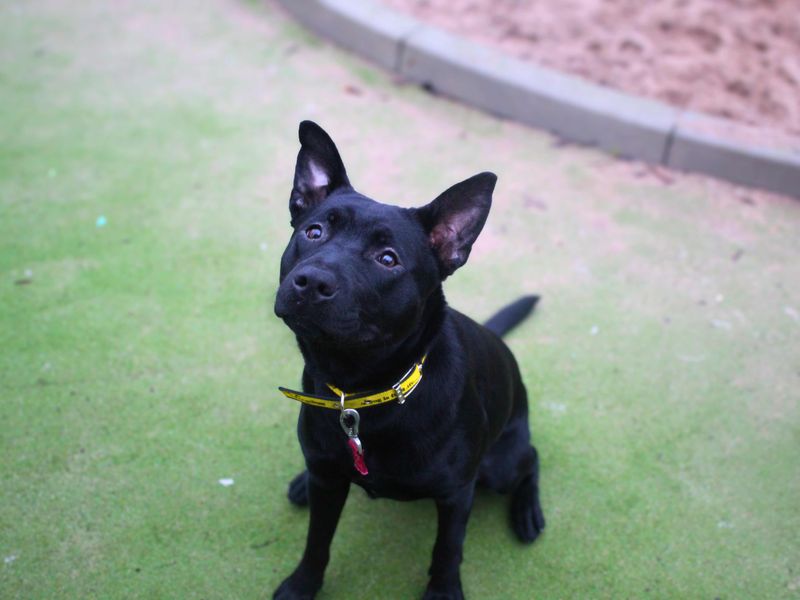 Lacey - Image 3 of 5