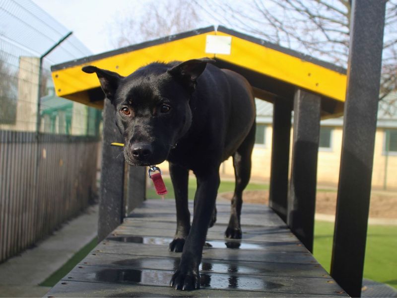 Lacey, a Unknown old female Terrier available for adoption from Dogs Trust in Manchester, Greater Manchester