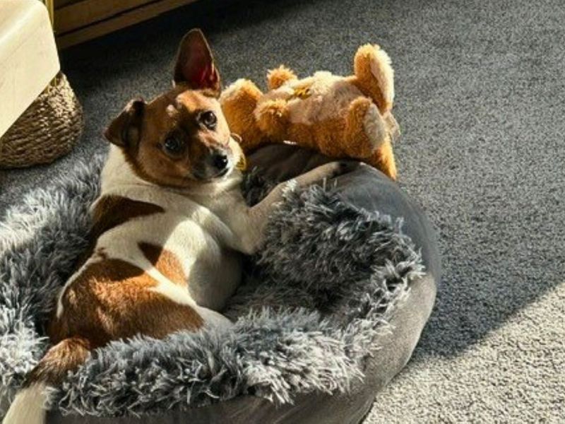 Chihuahua Dogs And Puppies For Adoption