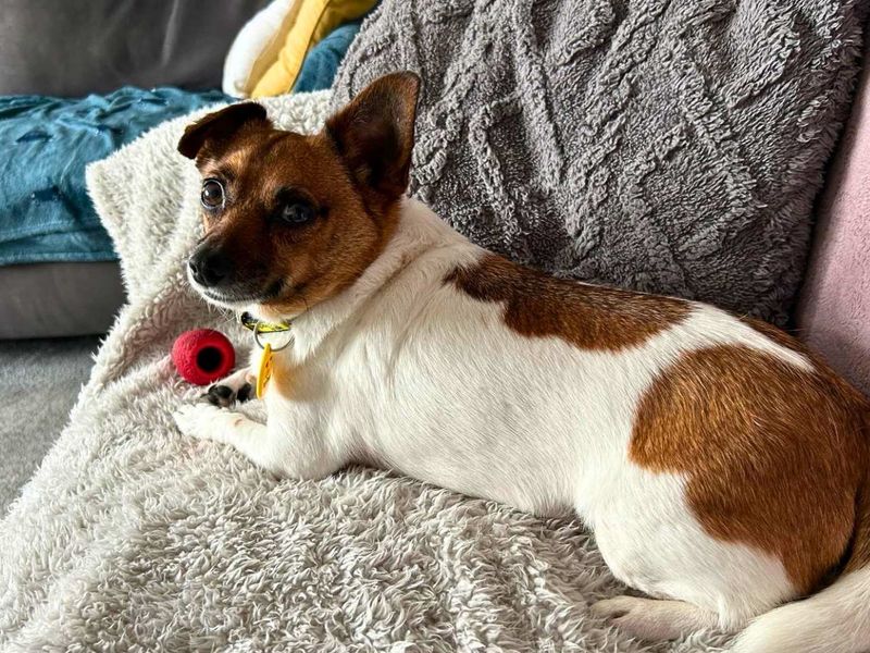 undefined | Chihuahua (Smooth Coat) Cross | undefined - 3