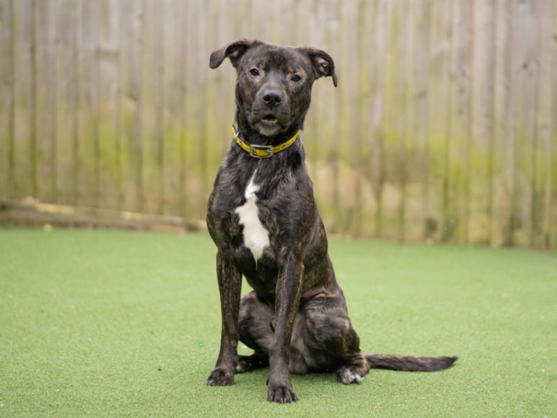 Kenai - Image 2 of 4