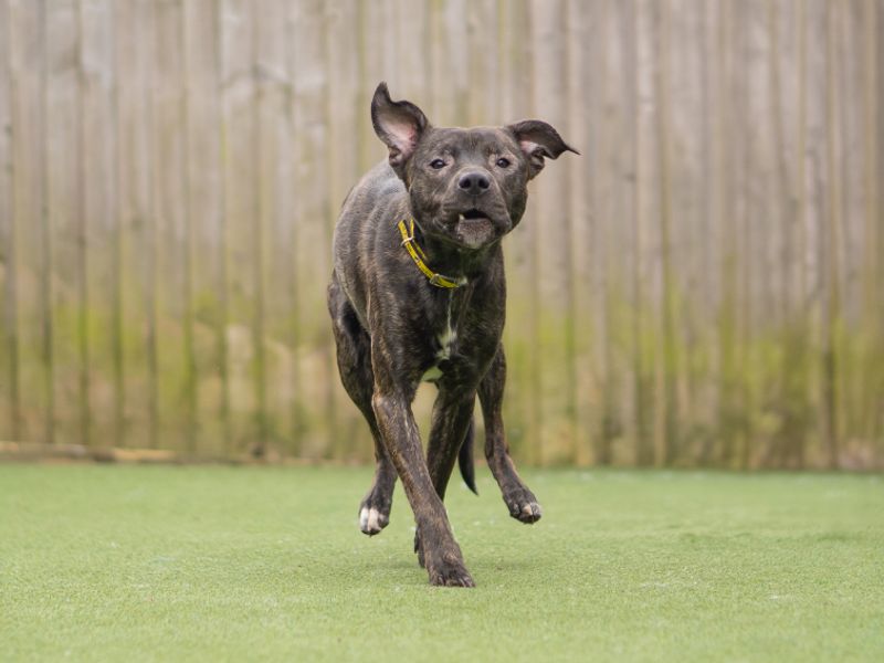 Kenai - Image 4 of 4