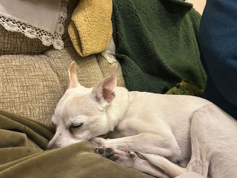 Kai | Chihuahua (Smooth Coat) Cross | Cumbria - 1