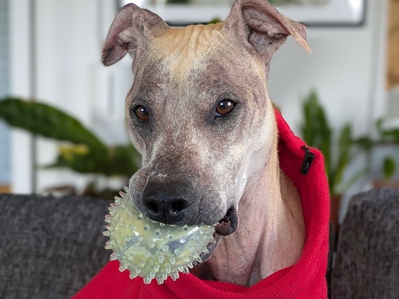 undefined | Lurcher | undefined - 7