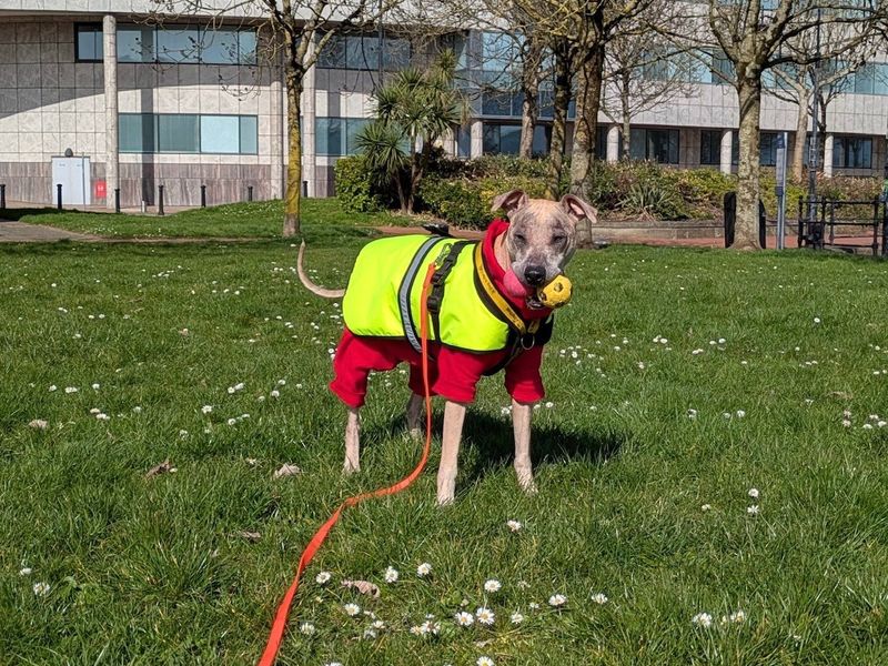 undefined | Lurcher | undefined - 2