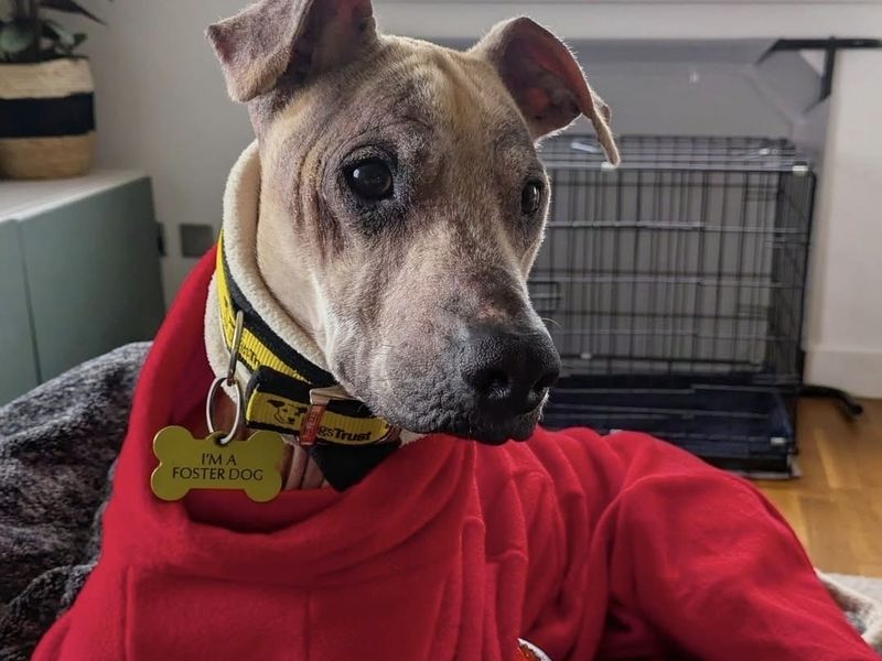 undefined | Lurcher | undefined - 5