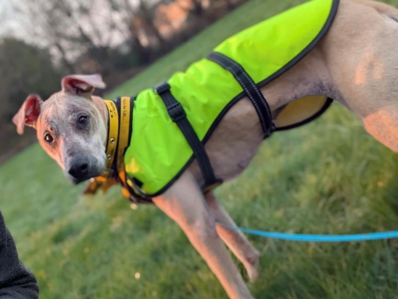 undefined | Lurcher | undefined - 8