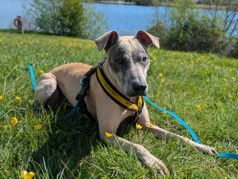 undefined | Lurcher | undefined - 3