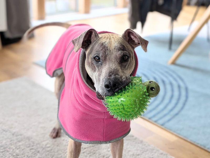 undefined | Lurcher | undefined - 4